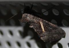 Vittaplusia vittata