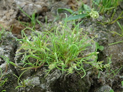 Coleanthus subtilis