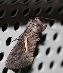 Vittaplusia vittata
