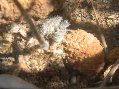 Pelargonium dipetalum