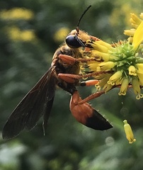 Sphex ichneumoneus