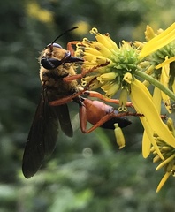 Sphex ichneumoneus