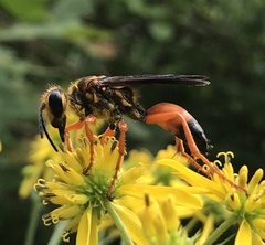 Sphex ichneumoneus