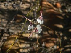 Pelargonium dipetalum