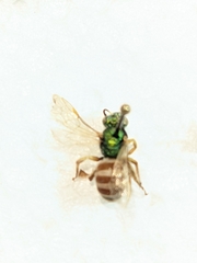 Agapostemon melliventris