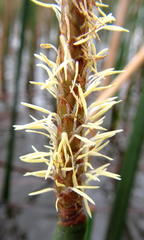 Eleocharis dulcis