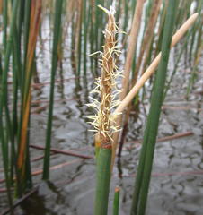 Eleocharis dulcis