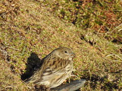 Melanodera xanthogramma