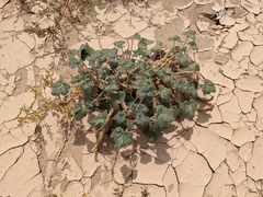 Proboscidea althaeifolia