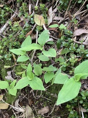 Tradescantia tenella