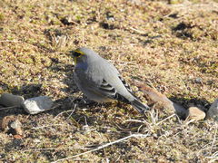 Melanodera xanthogramma