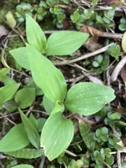 Tradescantia tenella