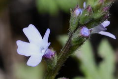 Verbena menthifolia