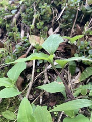 Tradescantia tenella