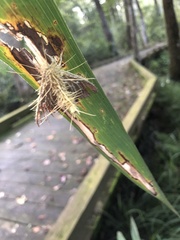Akanthomyces tuberculatus
