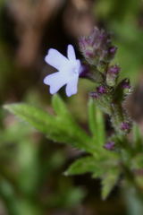 Verbena menthifolia