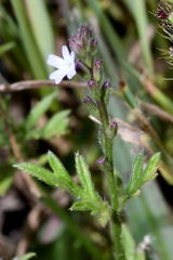 Verbena menthifolia