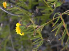 Osteospermum aciphyllum