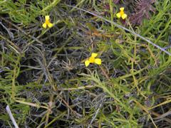 Osteospermum aciphyllum