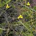Osteospermum aciphyllum - Photo (c) melda, algunos derechos reservados (CC BY-NC)