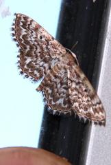 Scopula inscriptata