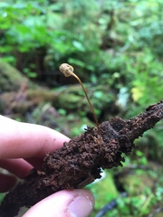 Mycena picta