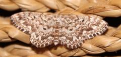 Scopula inscriptata
