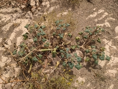 Proboscidea althaeifolia