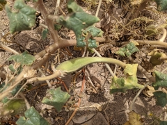 Proboscidea althaeifolia