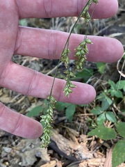 Diarrhena obovata