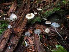 Hydropus marginellus