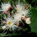 Syzygium cordatum - Photo (c) Ricky Taylor, algunos derechos reservados (CC BY-NC), uploaded by Ricky Taylor