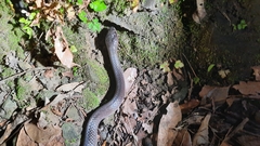 Stegonotus australis