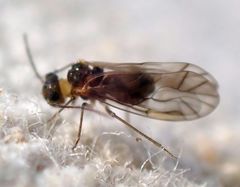 Peripsocus milleri