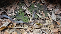 Stegonotus australis