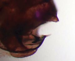 Peripsocus milleri