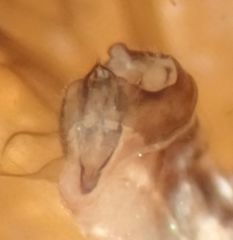 Peripsocus milleri