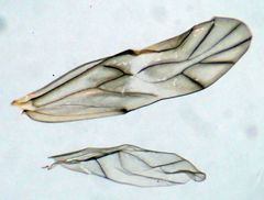 Peripsocus milleri