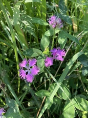 Dianthus superbus