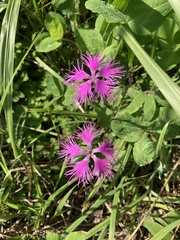 Dianthus superbus