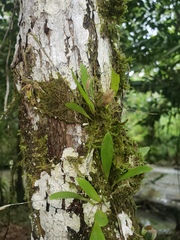 Specklinia
