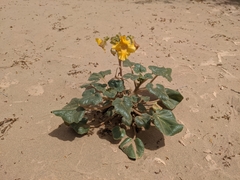 Proboscidea althaeifolia