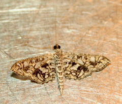 Nausinoe geometralis