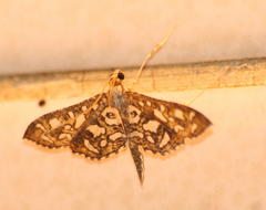 Nausinoe geometralis