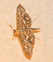 Nausinoe geometralis