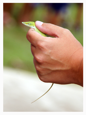 Anolis porcatus