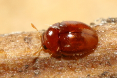 Stilbus nitidus