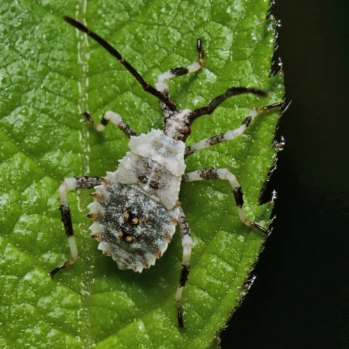 Horned Squash Bug photo 2
