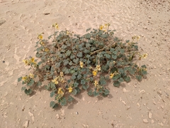 Proboscidea althaeifolia