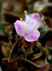 Cyanotis lapidosa image